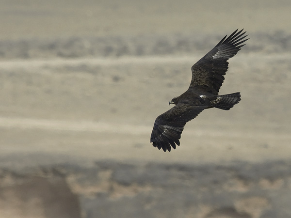 Arokotka, Steppe Eagle, Aquila nipalensis